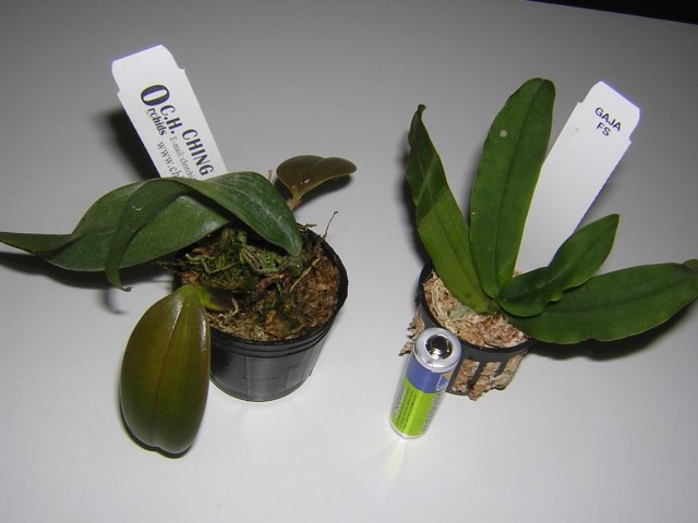 бульбаш и гастрохилус