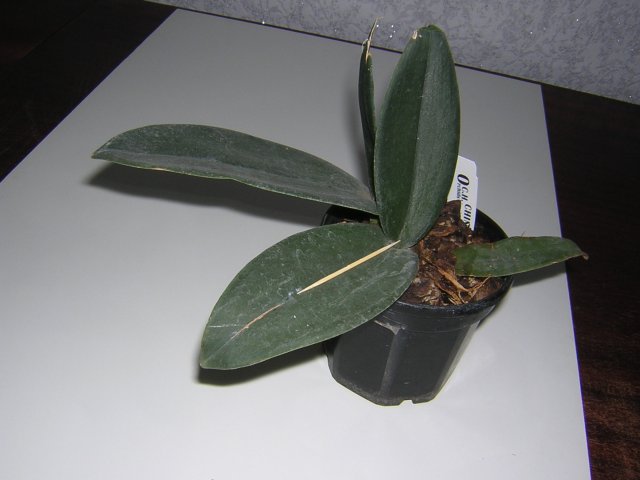 Онцидиум калихии - на листике зубочистка для сравнения