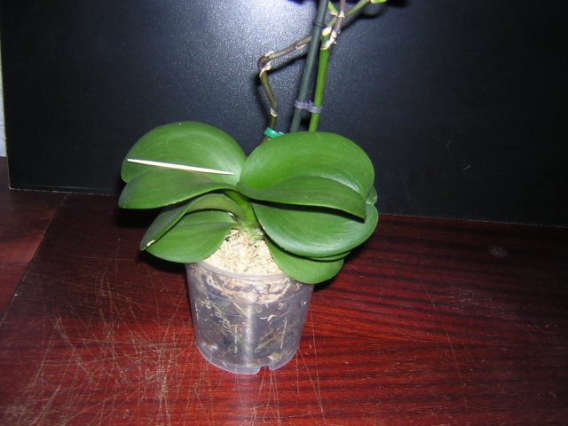 Взрослая компактная ботва с листвой чуть более зубочистки