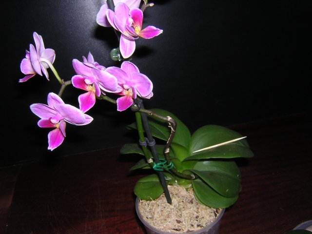 Этот же товарищ - на стеллаже проморгала рост цветонос