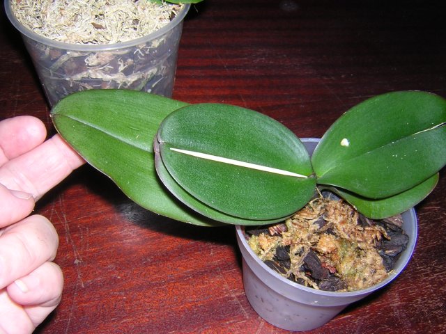 Куплен с нормальными размерами листьев и красивыми цветами - стал минькой с 3-хсм цветками