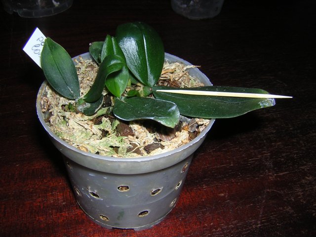 Минюшка растет и готовится опять цвести (1-е цветоносы благополучно погубила)