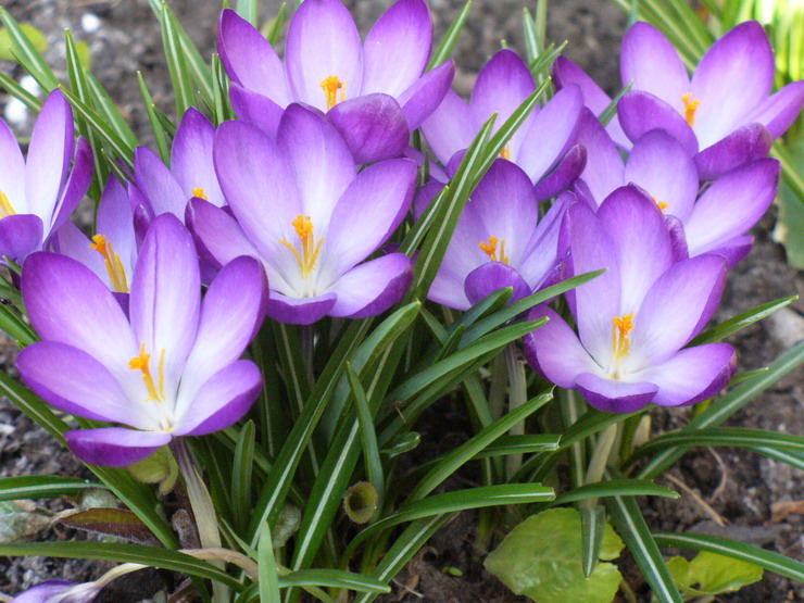 улыбка весны