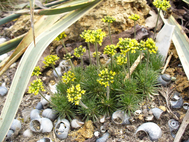 Draba