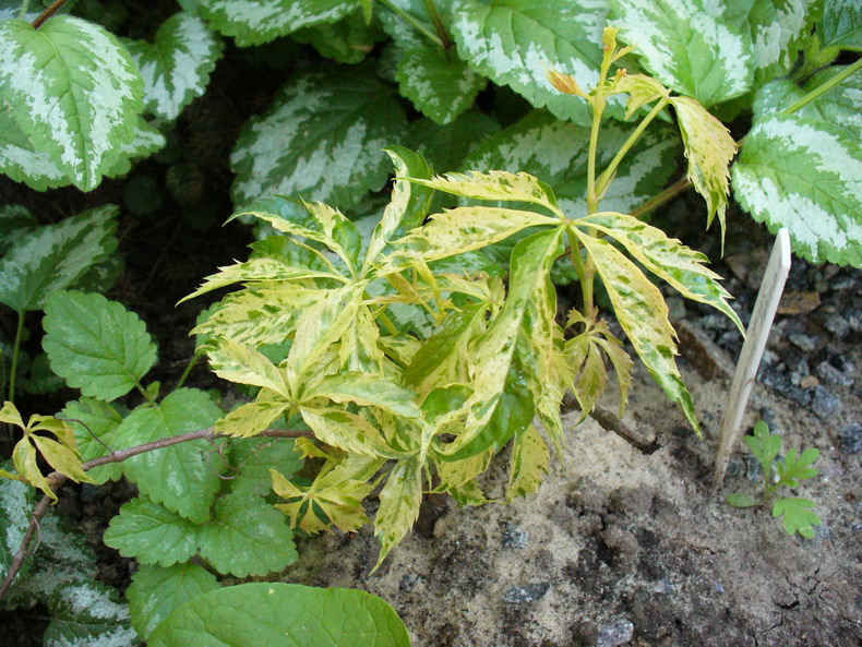 Parthenocissus Variegata