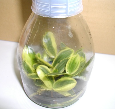 P. amabilis 'Varigeted'.jpg