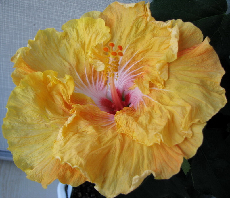 Второй день