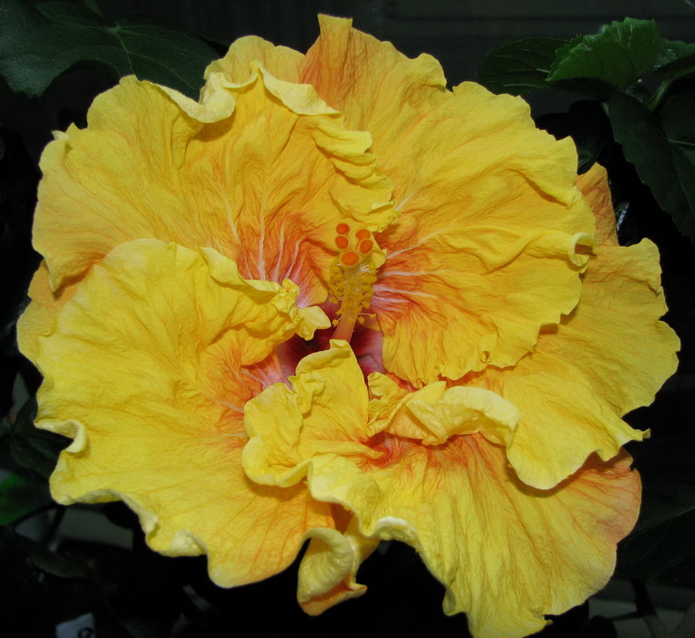 Первый день со вспышкой