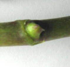  кейки гроу.5 дней.jpg