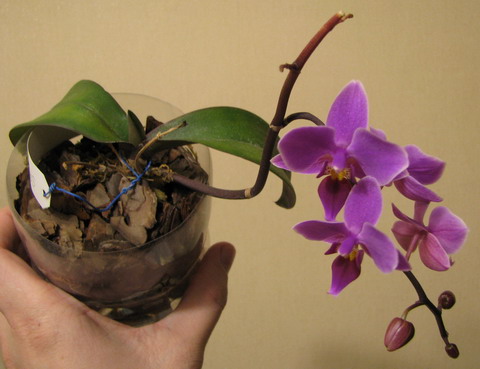 Это мы так цветем (сегодняшнее фото)