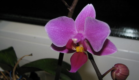 Это мы так расцветали полторы недели назад (тут более правильная цветопередача)