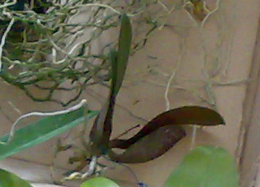 Это мы такие пришли в посылке (сори за качество фотки)