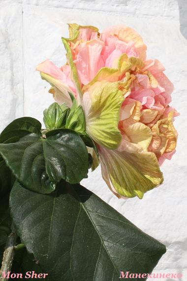 IMG_0943 профиль.jpg