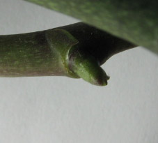 . 9 сутки после кейки гроу.jpg