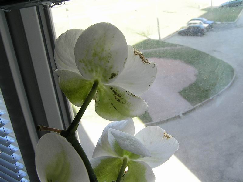 размера P4031144.JPG