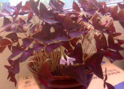 этому оксалису классно живется :)