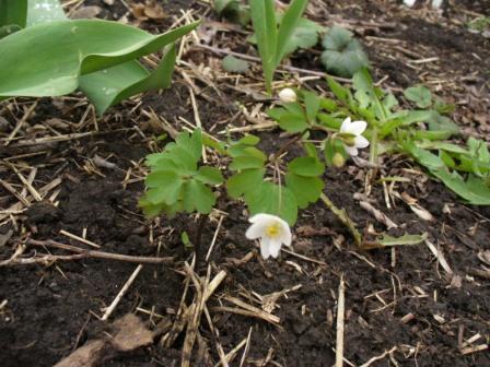 Isopirum thalictroides