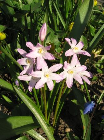 хионодокса