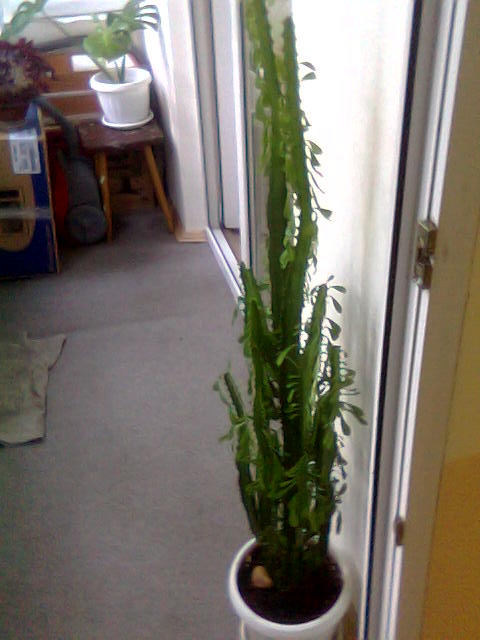 мой красавец молочай. Фото не очень, т.к. сделано телефоном