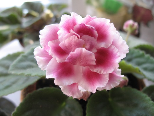 Морозная Вишня