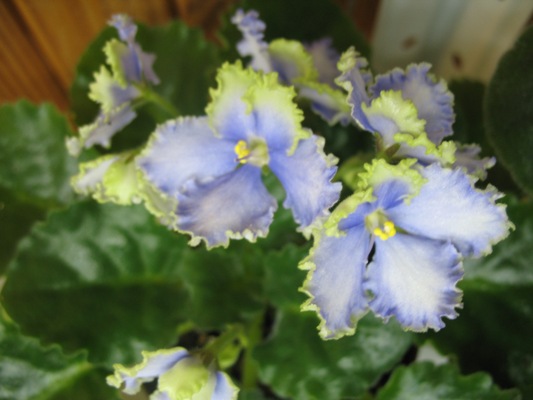 Optimara EverGrace.jpg