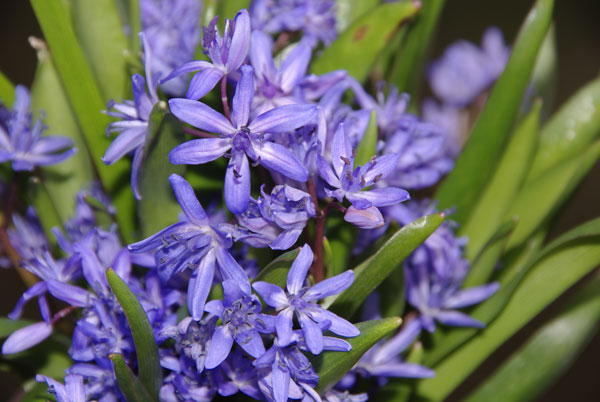scilla.jpg