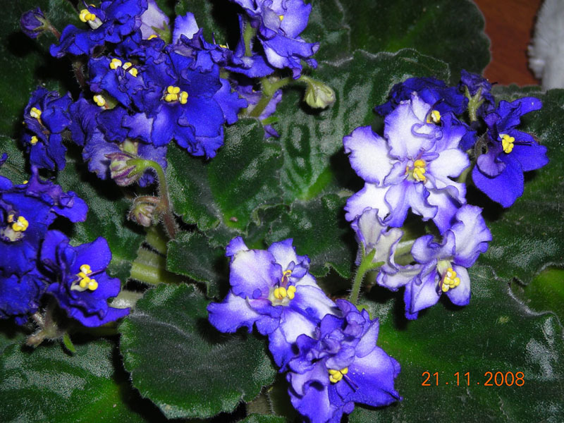 Забияка в прошлом году