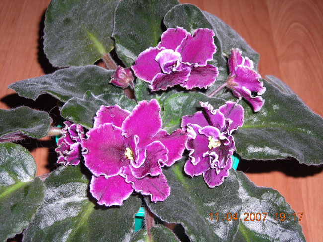 Рэмпедж ум.jpg