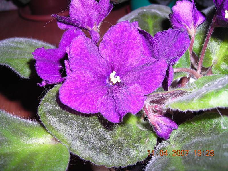 caralils Raven Wing 1.JPG