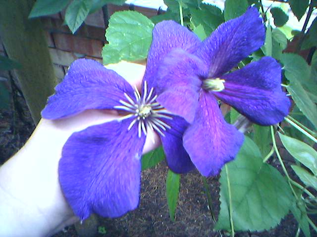 20-06-06_синий клематис2.jpg