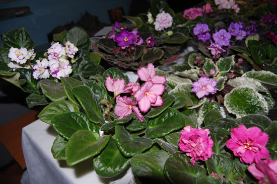 стол Лизы Чернышук