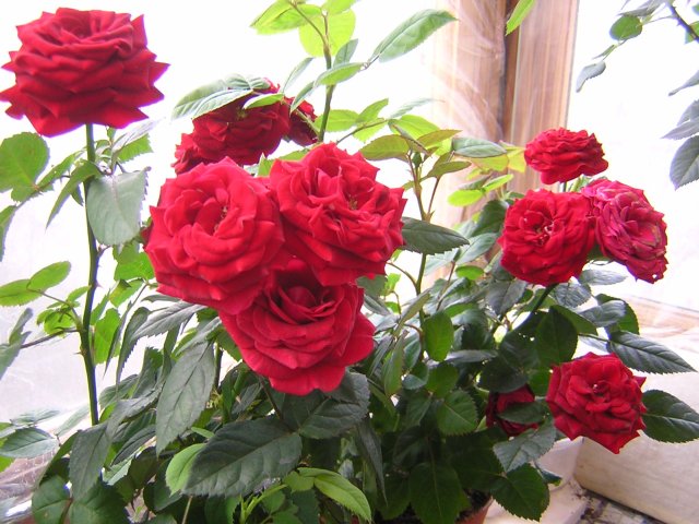 Голландцы - букетное цветение в купленных вазонах