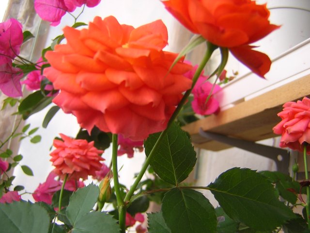 Оранжевая из гадкого утенка превратилась в прекрасного лебедя