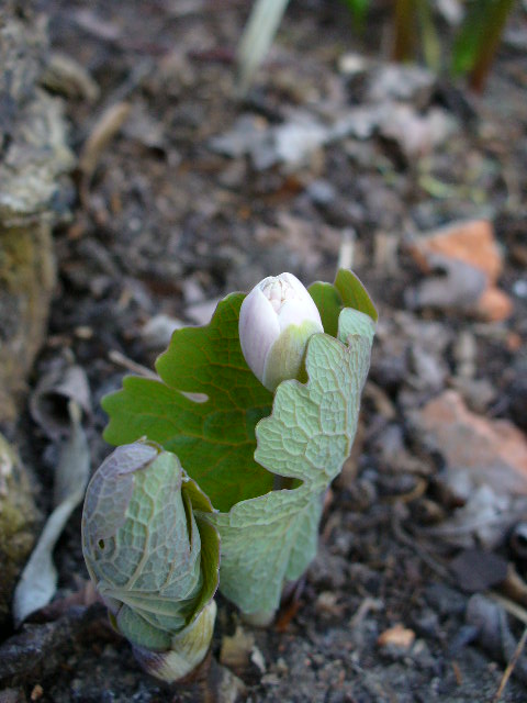 Sanguinaria