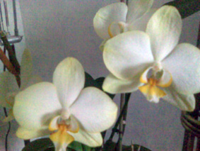 Отцветаем..