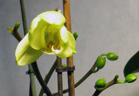 Раскрываемся...