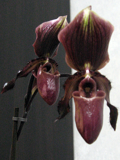 paph.jpg