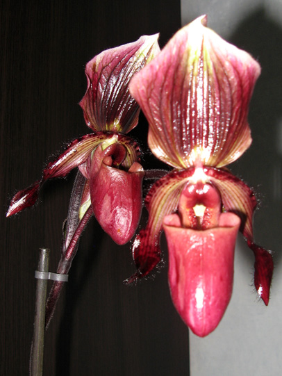 paph2.jpg