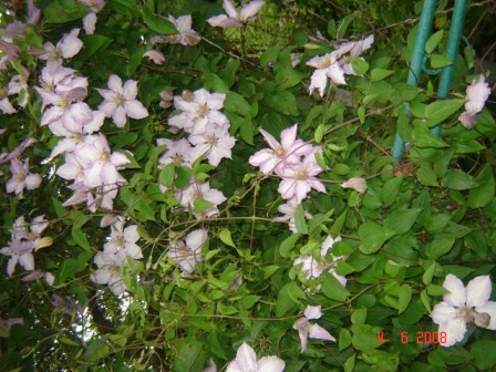 Вот такой красавец.