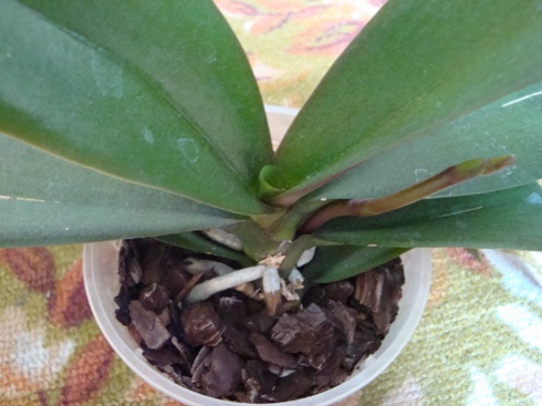 ещё не вырос один лист, а растёт следующий