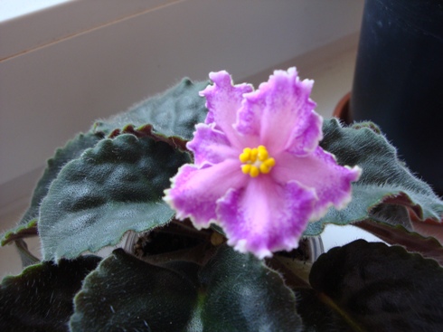 правда в жизни цвет более насыщен