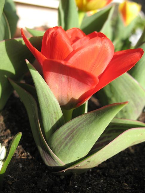 Тюльпан