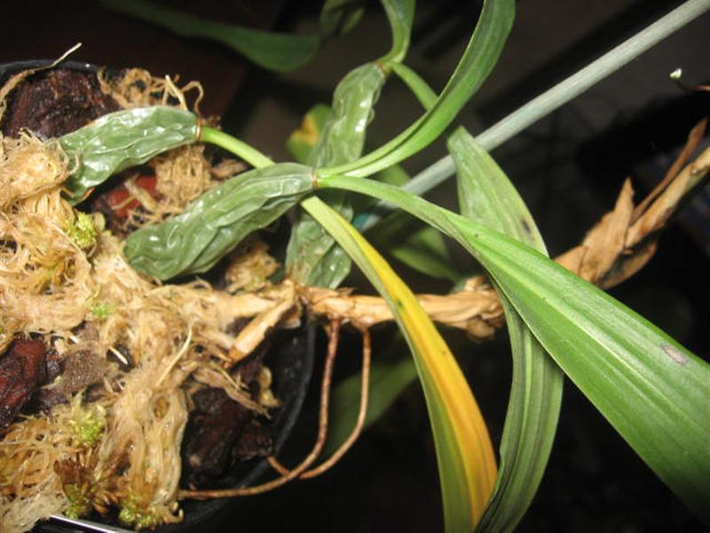 cristata (Средний).jpg