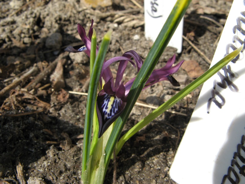 iris_reticulata.JPG