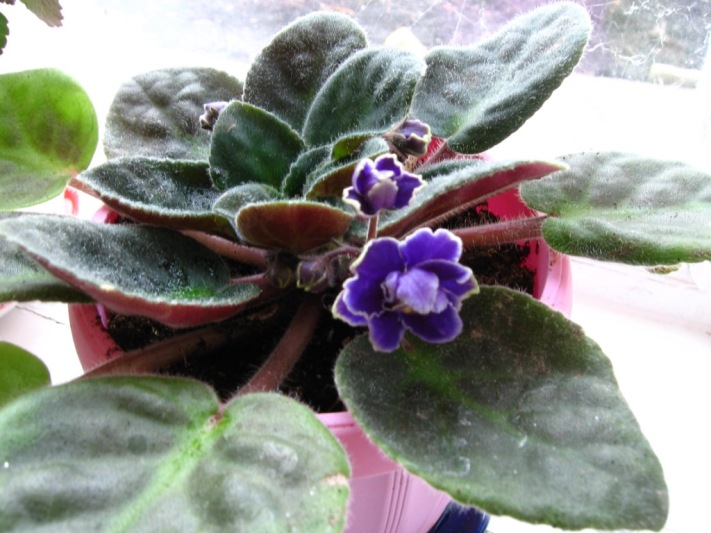 цвет помучился синеватый, а в настоящем ближе к фиолетовому