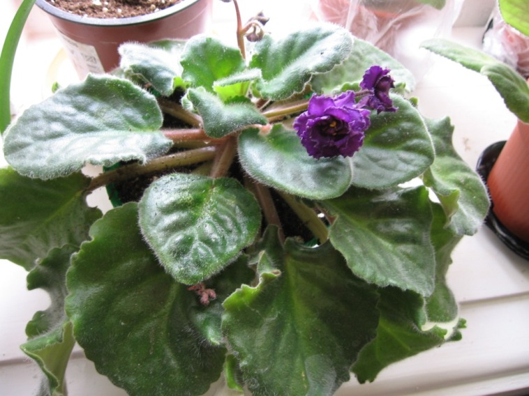 цветет непрерывно