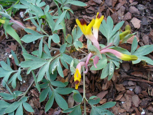 Corydalis  schanginii ssp.ainae