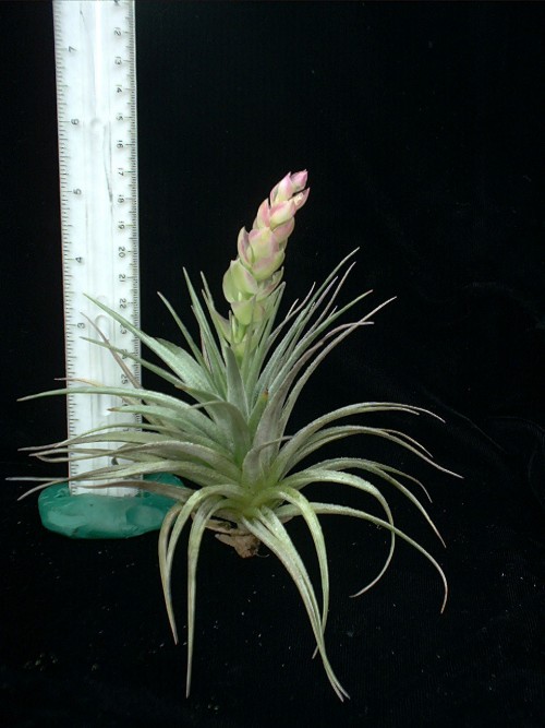 stricta silver star.jpg