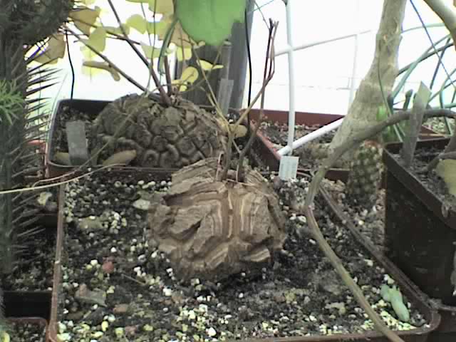 Это растение более взрослое и &amp;quot;весит&amp;quot; около 200 грн...