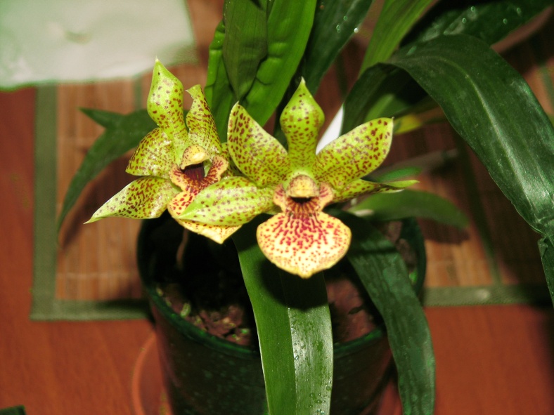 Propetalum Hark Италлия.jpg